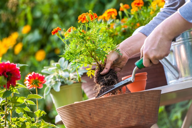 5 dicas para cuidar de seu jardim