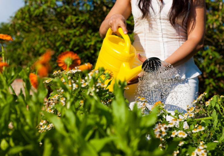 Vai viajar? 5 Maneiras de cuidar das plantas longe de casa