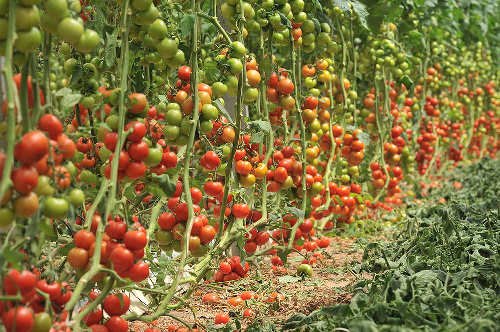 Gotejo pode dobrar produtividade do tomateiro